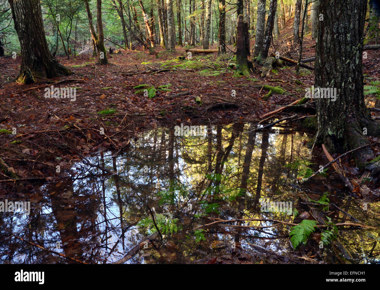 Woodlands, Nova Scotia, Canada Stock Photo Alamy