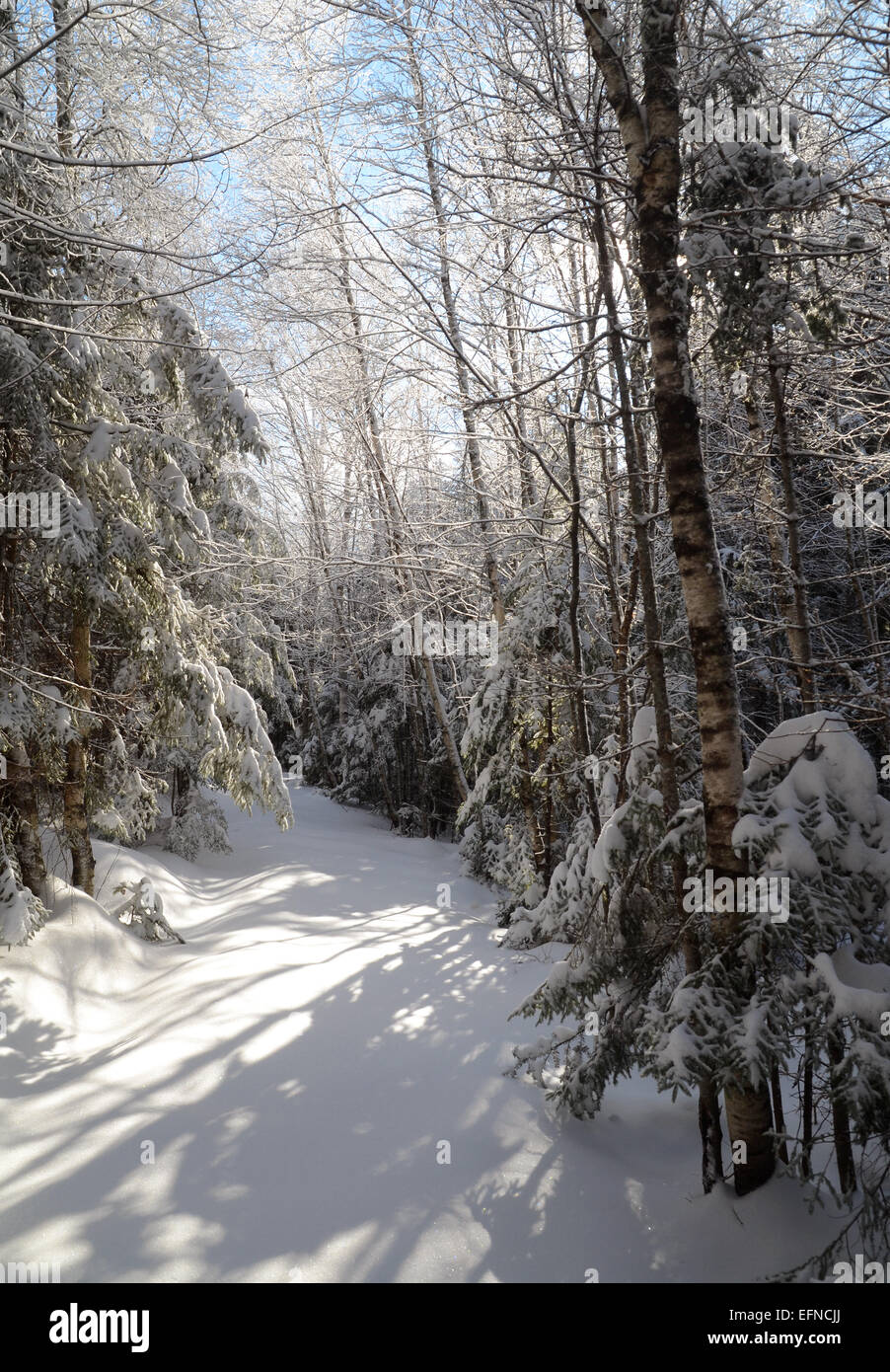 Woodlands, Nova Scotia, in winter Stock Photo Alamy