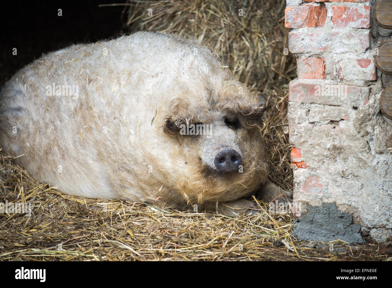 Mangalitsa pig, domestic pig, Hungary Stock Photo Alamy