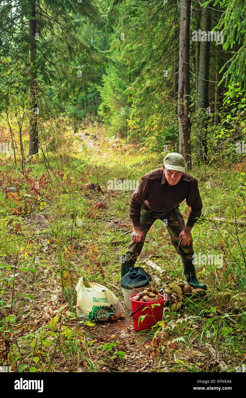 The man gathers honey fungus and вoletus edulis mushrooms in the wood Stock  Photo - Alamy