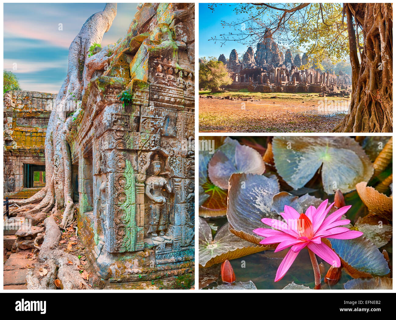 Ancient tree roots and lotus flower, Angkor, collage Stock Photo