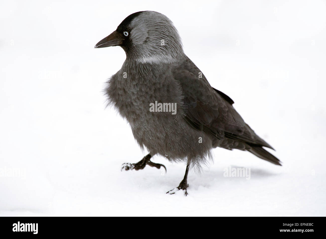 European Jackdaw don´t seem to mind snow Stock Photo