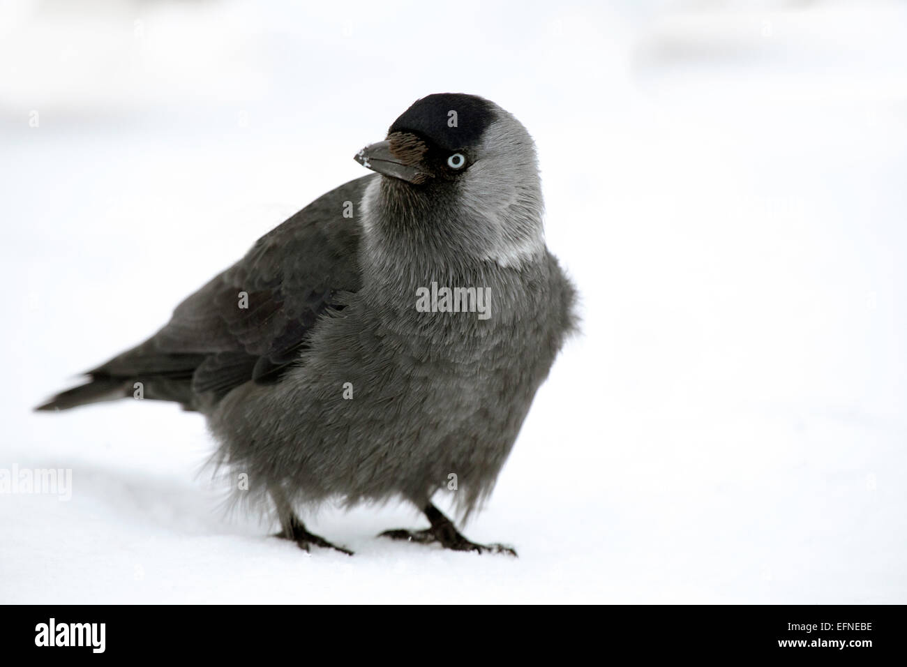 Juvenile Jackdaw in winter Stock Photo