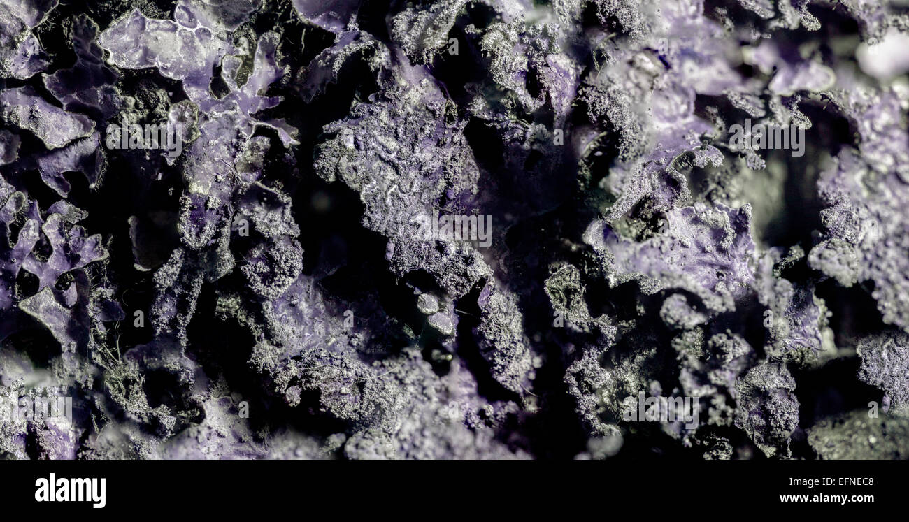 Lichen in the ultraviolet 370nm spectra Stock Photo