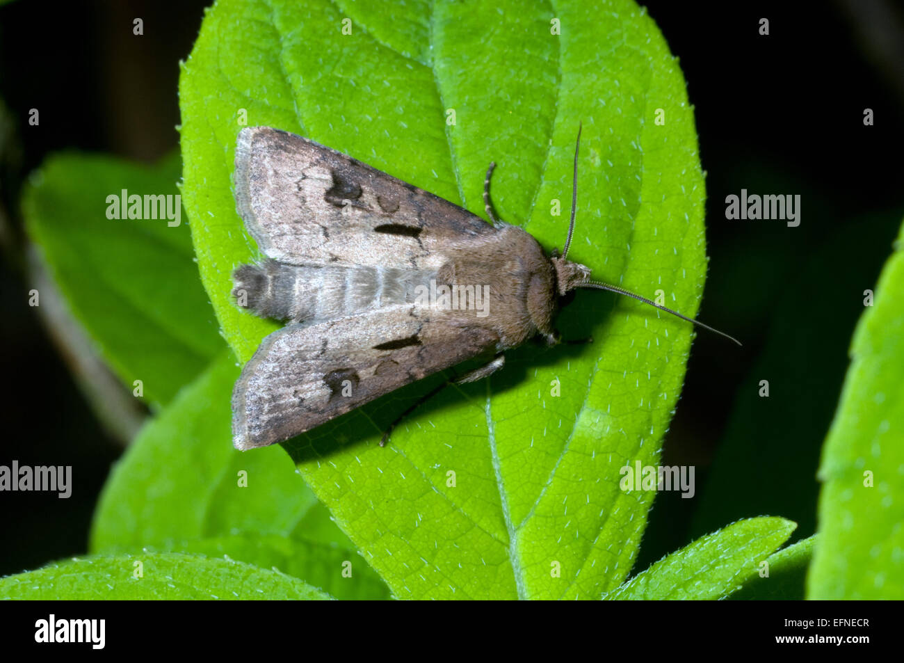 Heart and dart moth at rest on leaf Stock Photo