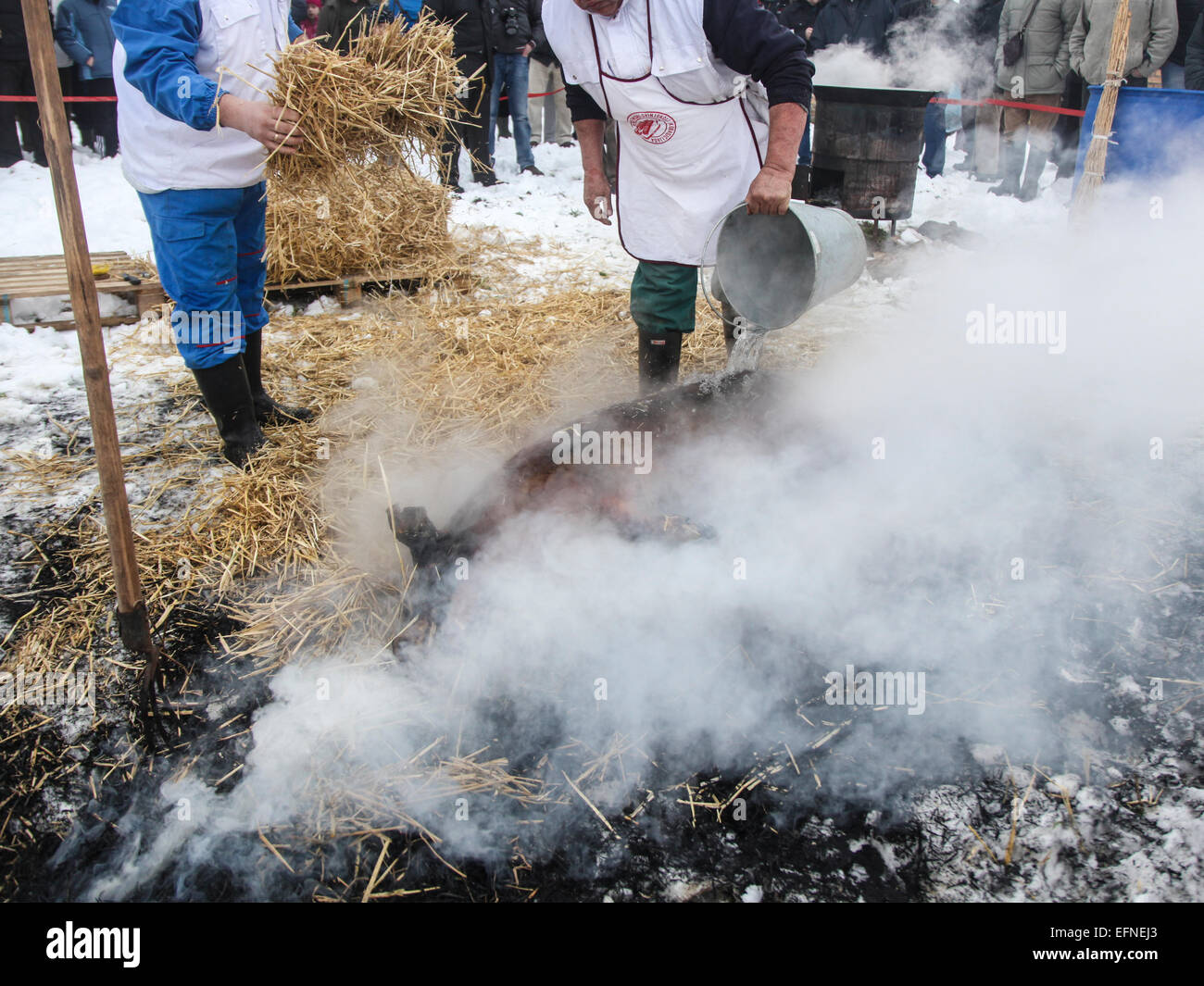 Old fashioned pig slaughtering in region of Vojvodina Stock Photo