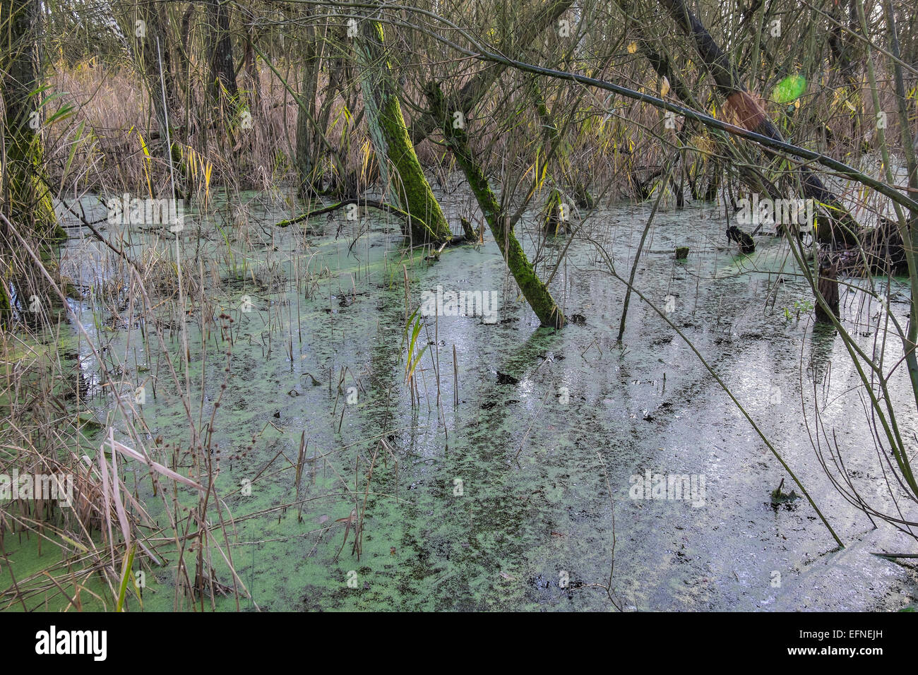 Swamp area in water park Milton Cambridgeshire England Stock Photo Alamy