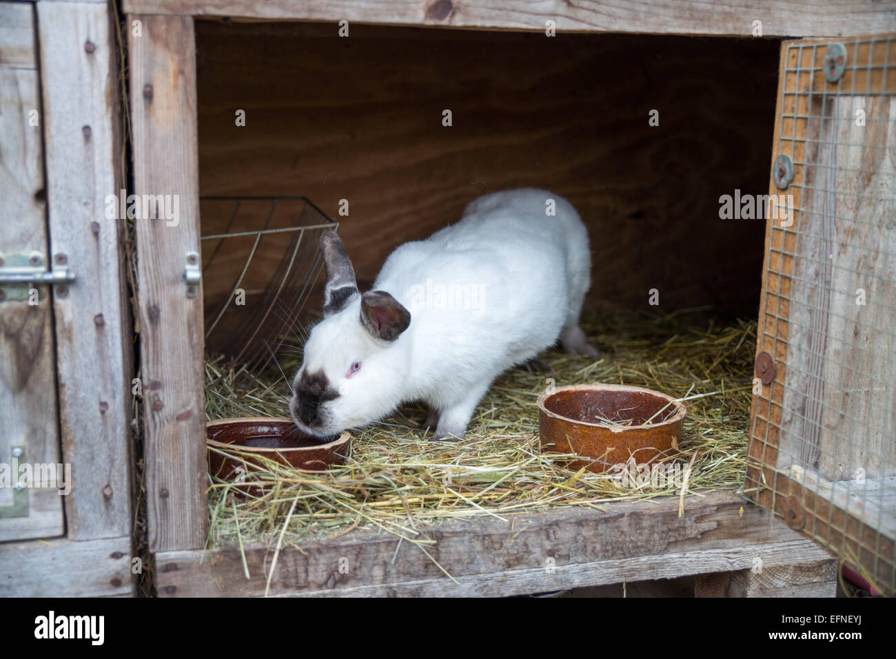 rabbit in the hutch, Czech farm, Moravia, Czech Republic. Stock Photo