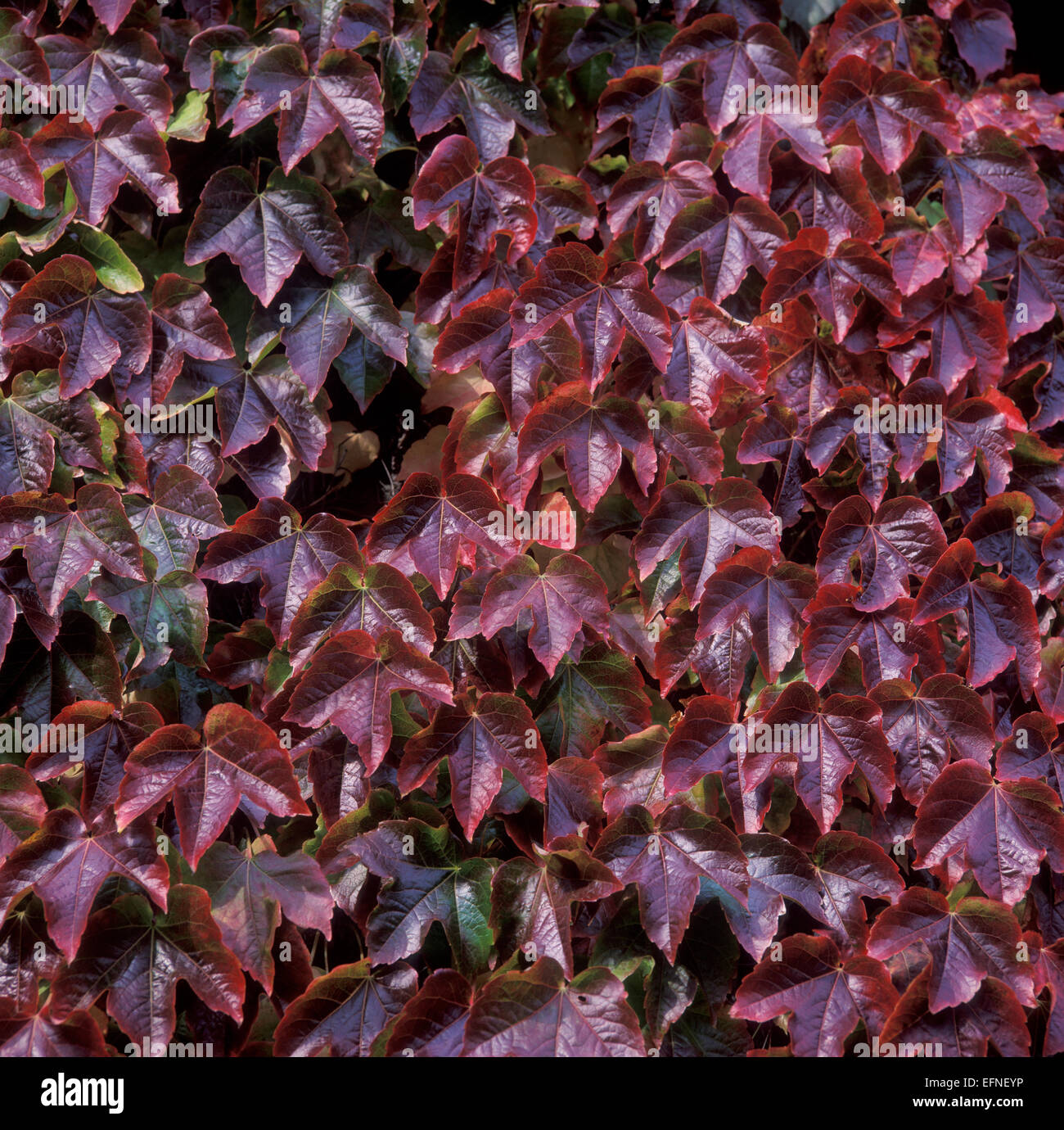 UK, Virginia Creeper, plants Stock Photo Alamy
