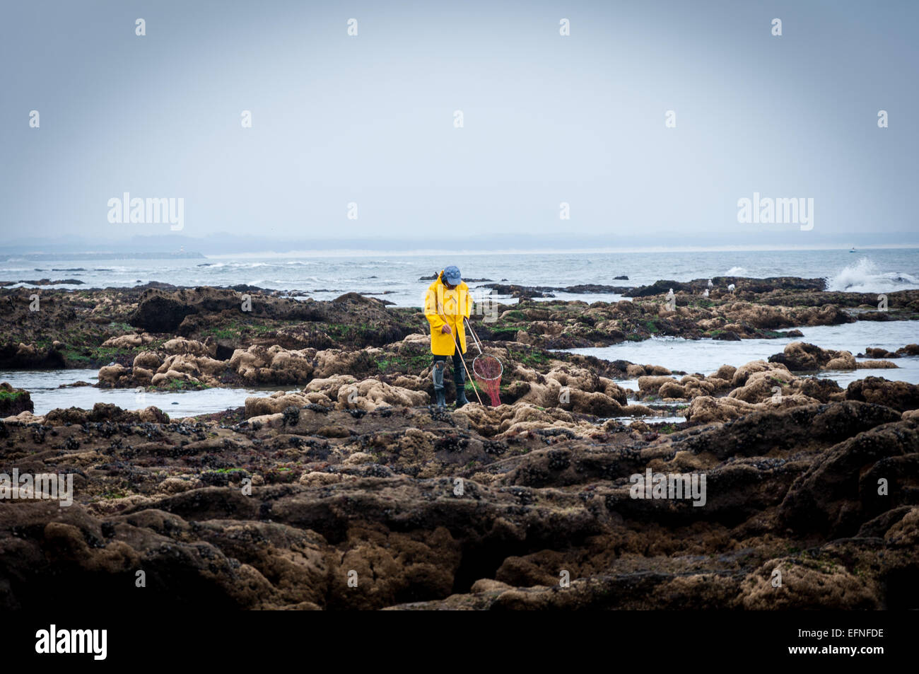 Catching Mussels High Resolution Stock Photography and Images Alamy