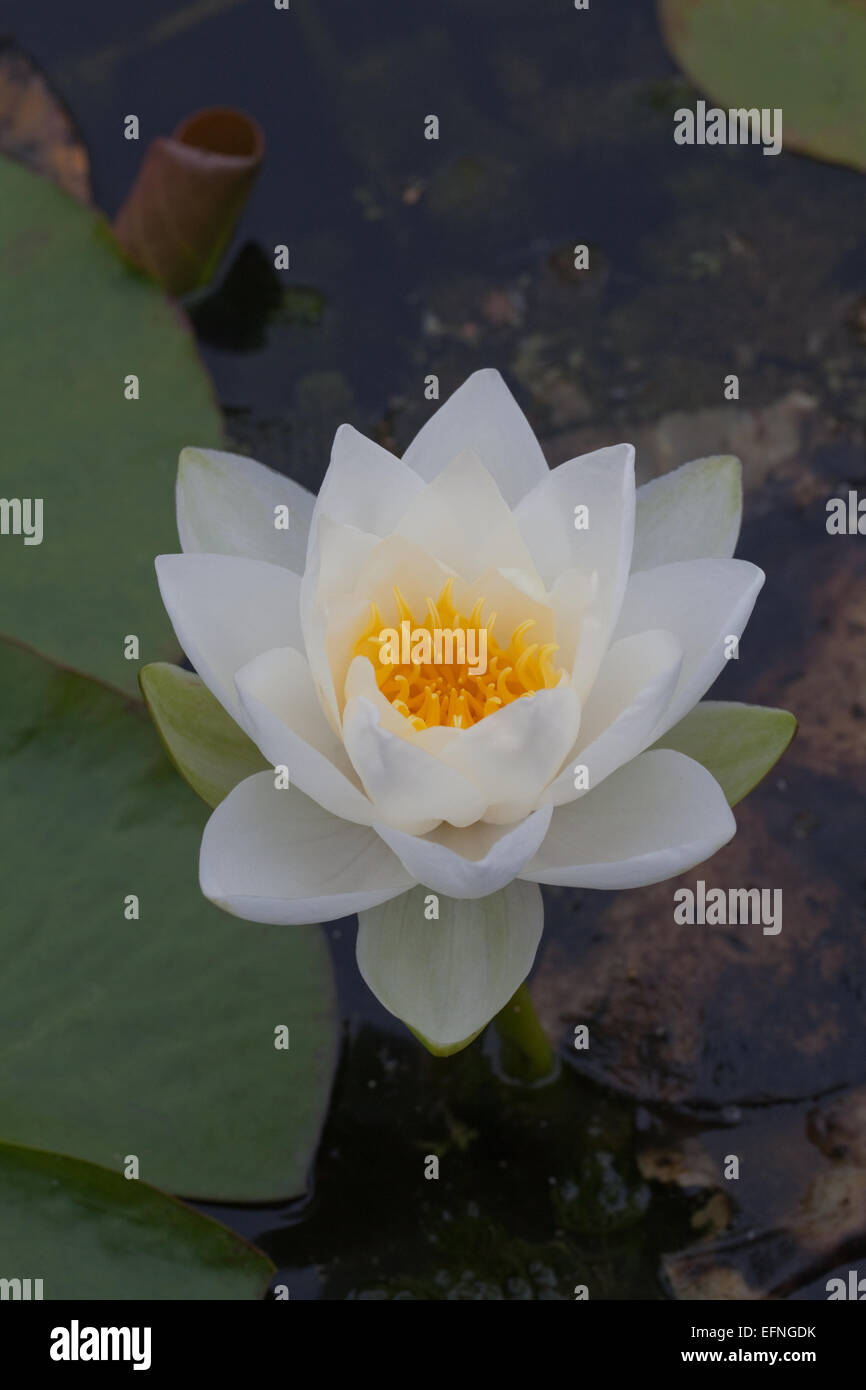 White Water lilly Nymphae Alba Cultivated Form Stock Photo Alamy white-water-lilly-nymphae-alba-cultivated-form-stock-photo-alamy