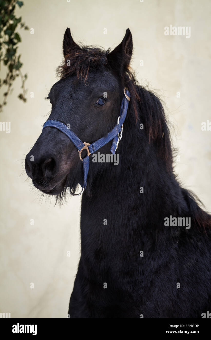 Black friesian horse stallion portrait hi-res stock photography and ...