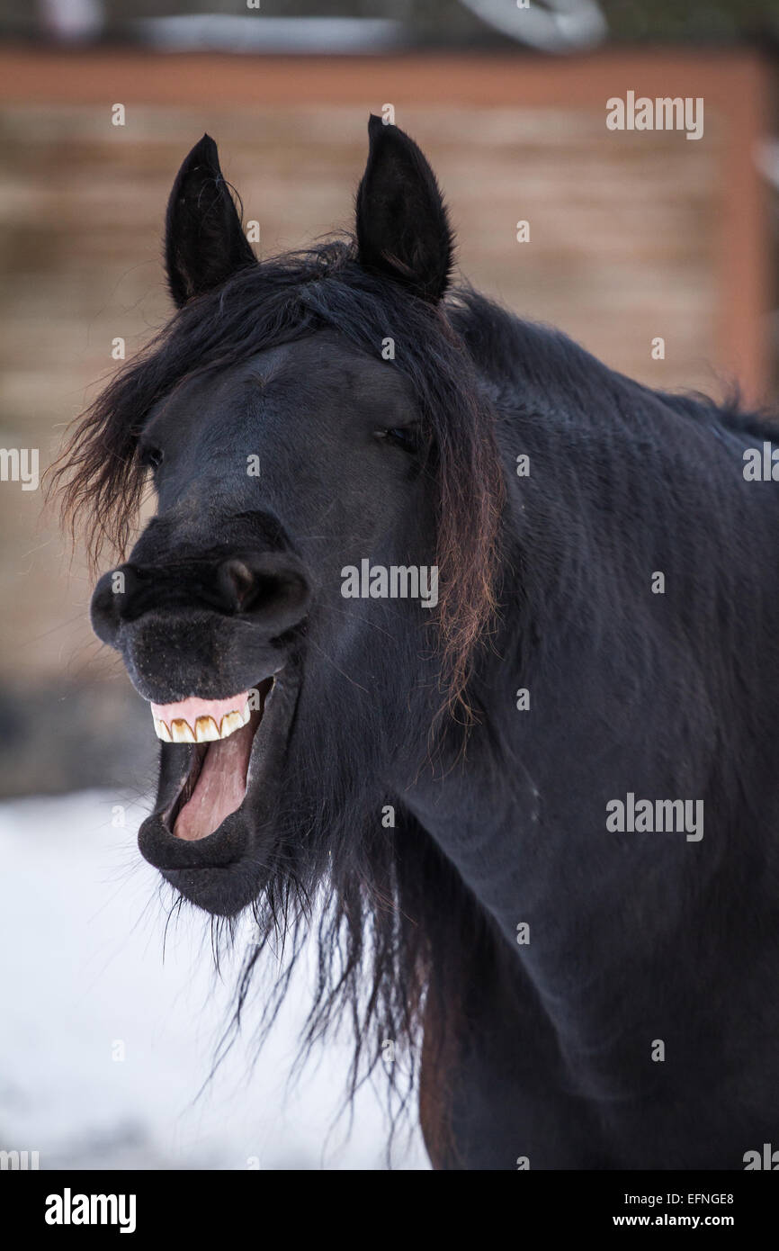 Bay horse yawning friesian horse Stock Photo Alamy