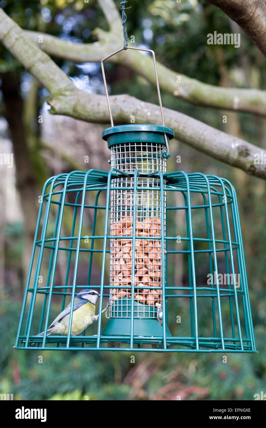 Blue tit Eating nuts from a feeder hanging from a tree Stock Photo