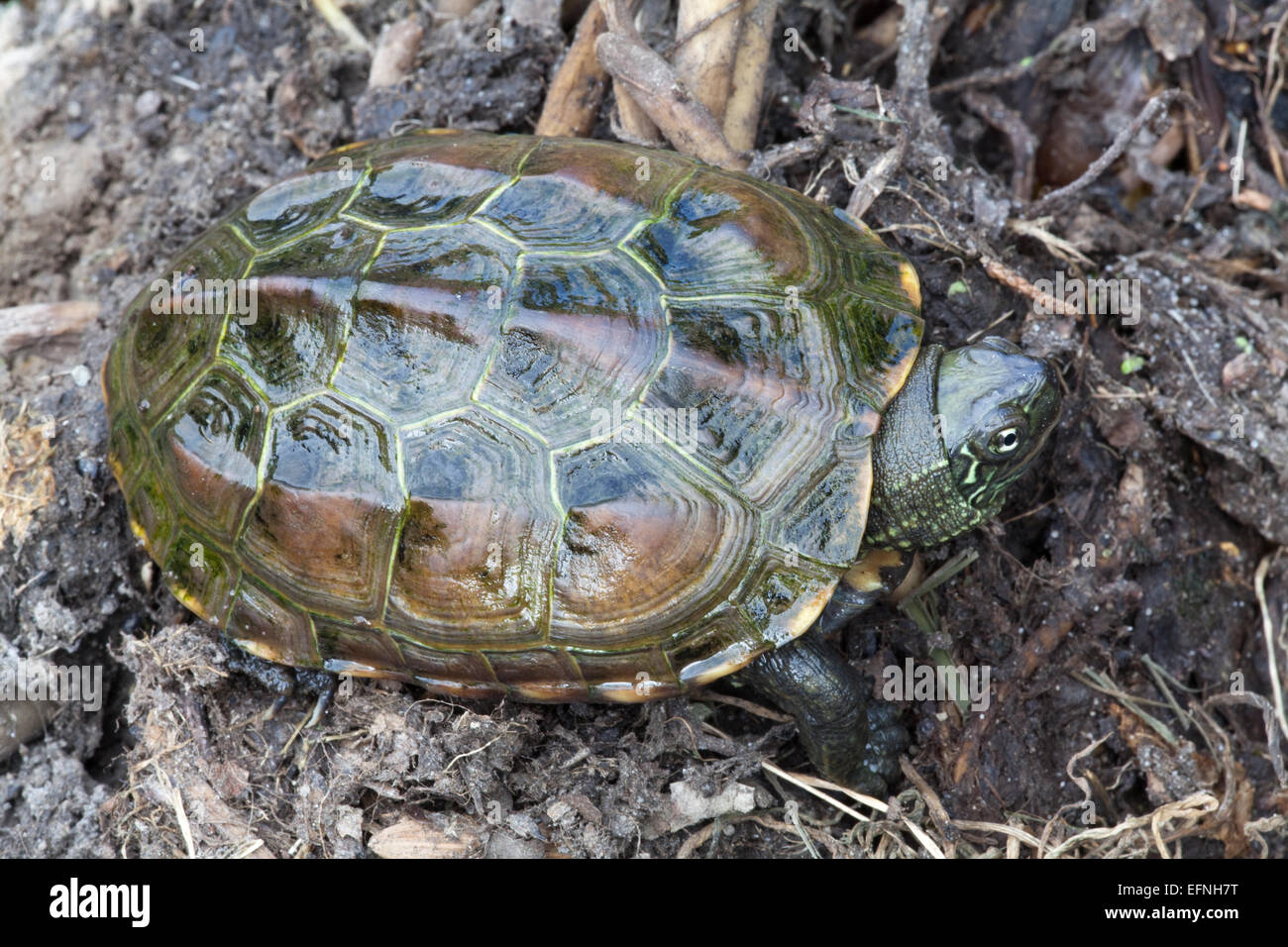 Chinese Pond, Three-keeled Pond, or Reeve's Turtle.  Mauremys (Chinemys) reevesii.  Threatened/Endangered native Chin Stock Photo