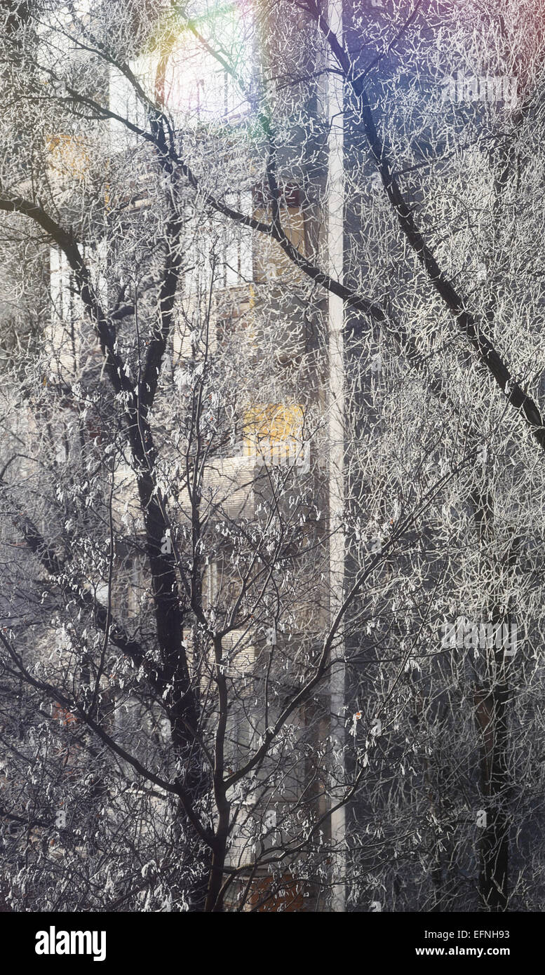 Branches with frost hi-res stock photography and images - Alamy