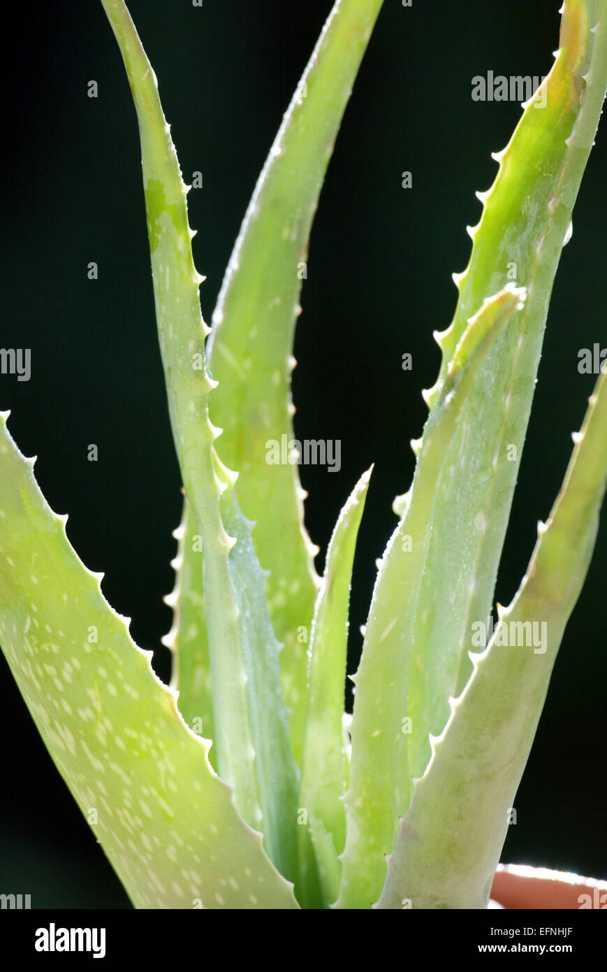 Pflanze, Heilpflanze, Aloe Vera (Aloe barbadensis), , Blaetter, Der