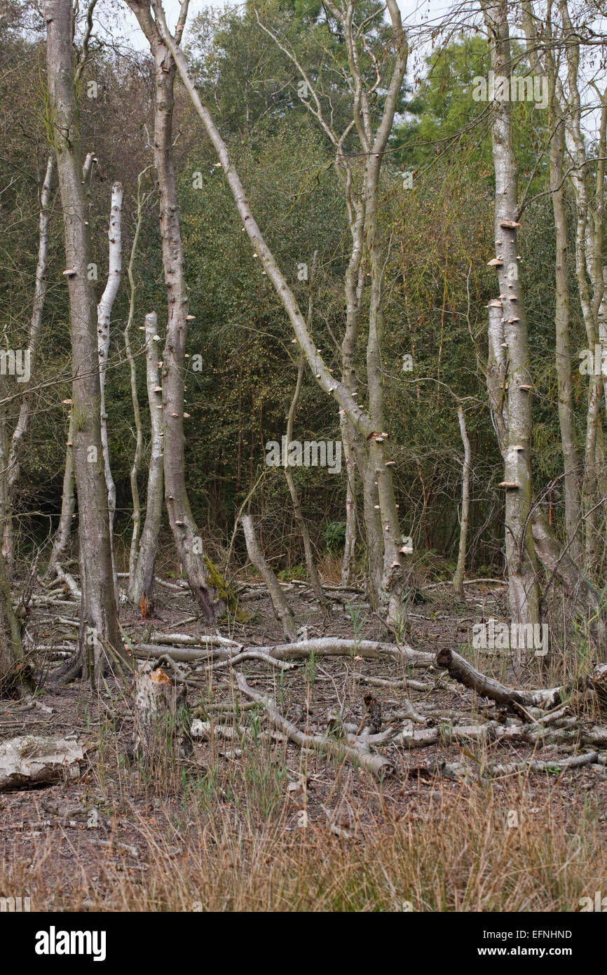 Fallen birch tree fungus on hires stock photography and images Alamy