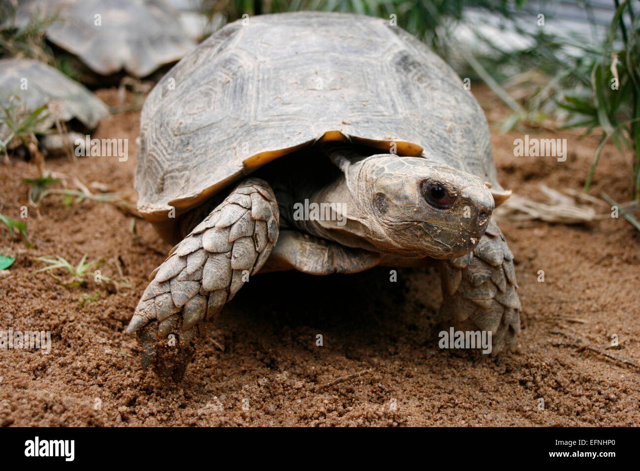 Asian Forest Tortoise or Asian brown Tortoise (Manouria emys). Stock Photo