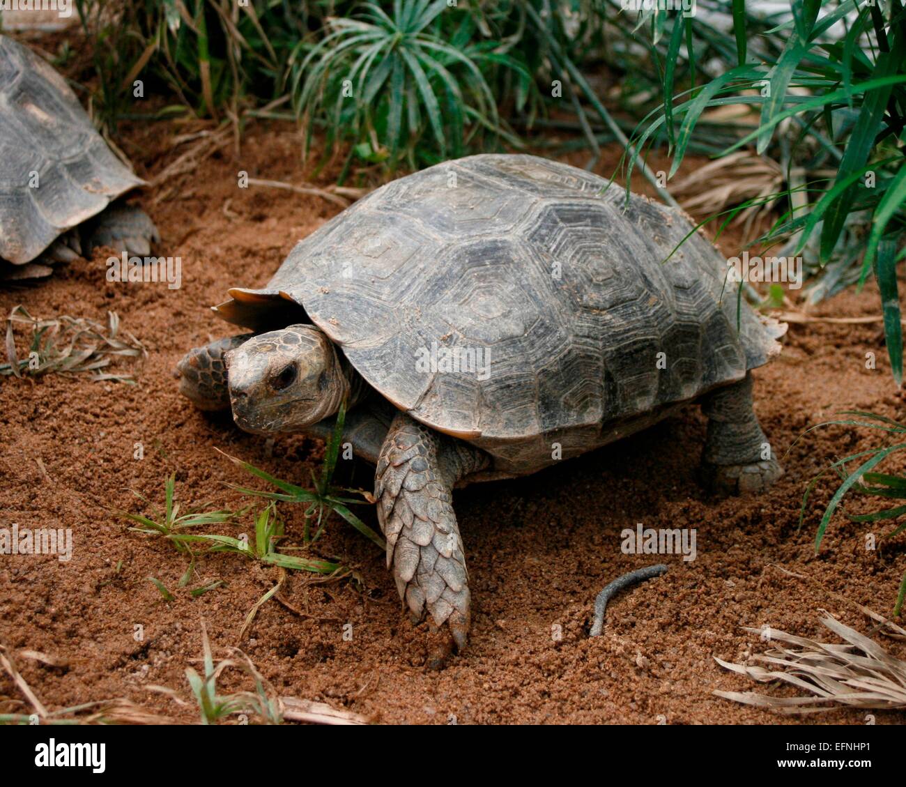 Asian Forest Tortoise or Asian brown Tortoise (Manouria emys). Stock Photo