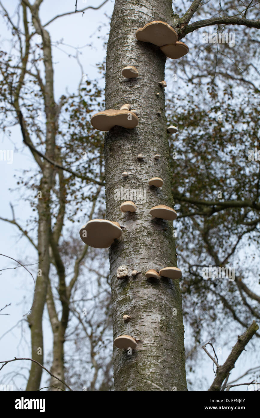 Downy Birch (Betula pubescens). Dying and dead trees with Bracket or Shelf fungus (Piptoporus betulinus), fruiting bodies on tru Stock Photo