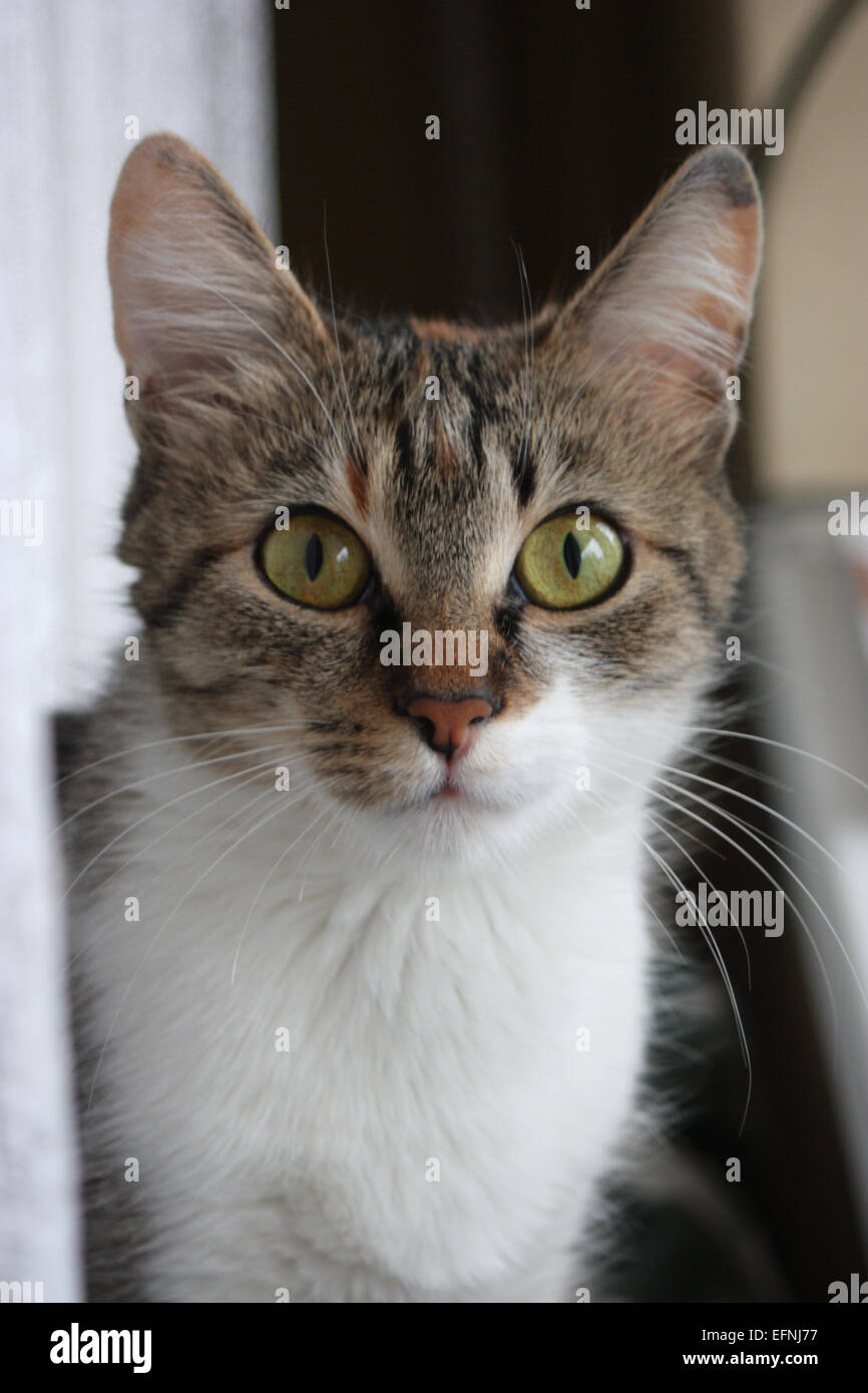 Portrait of a domestic cat Stock Photo Alamy