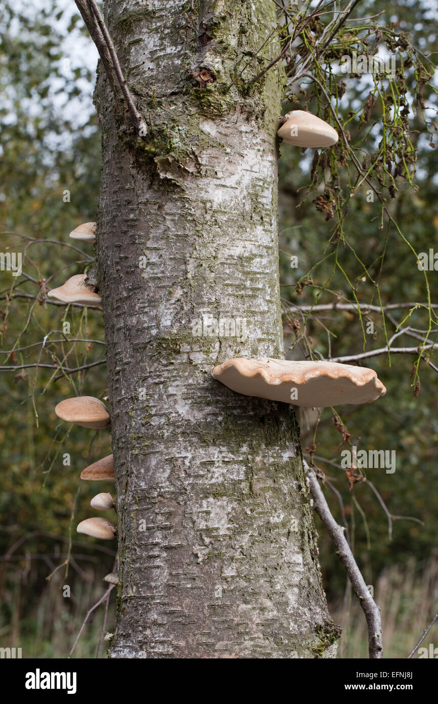 Downy Birch (Betula pubescens). Dying and dead trees with Bracket or