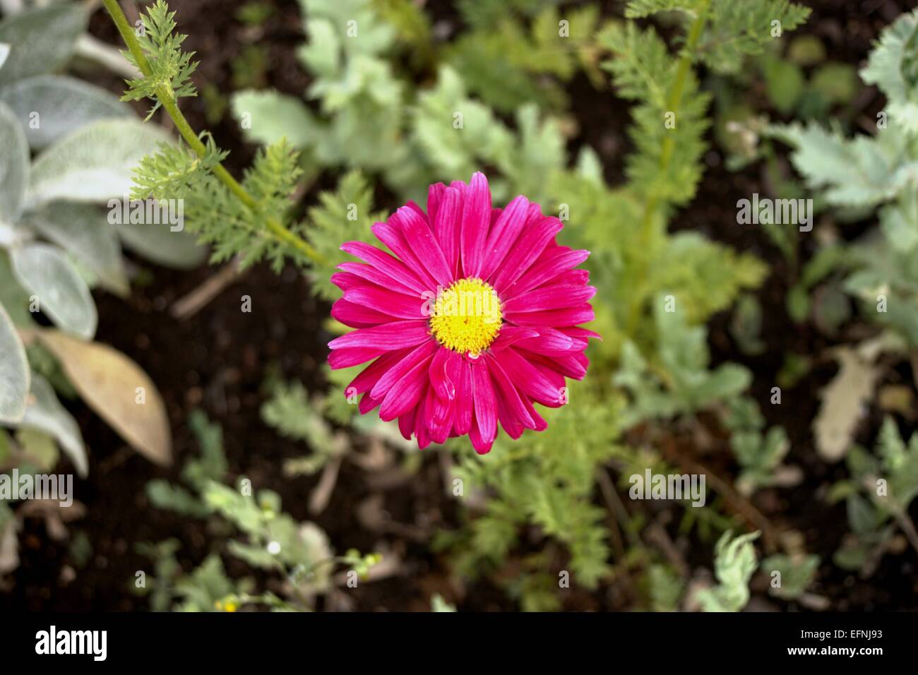 Pink Daisy Flower Stock Photo