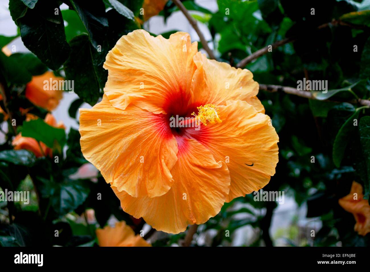 Orange Hibiscus Flower Stock Photo Alamy