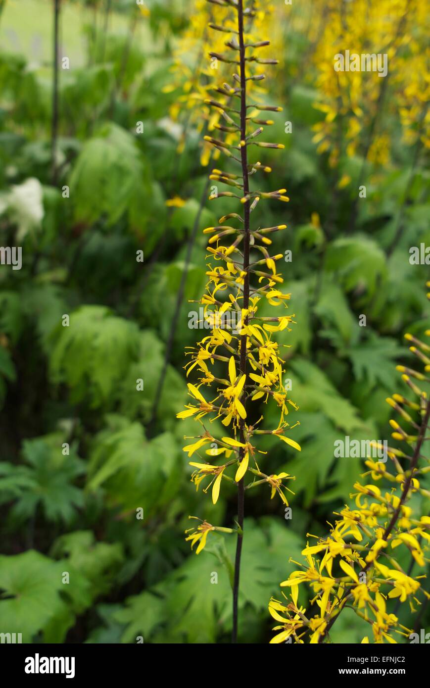 Ligularia przewalskii, also called Przewalski's golden ray Stock Photo -  Alamy