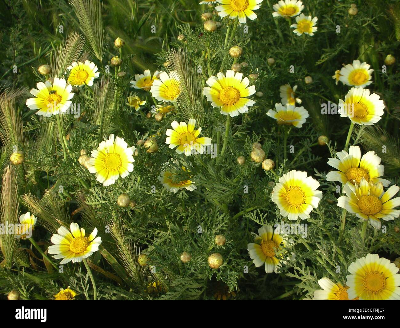 Meadowfoam or Limnanthes Douglasii Flowers Stock Photo