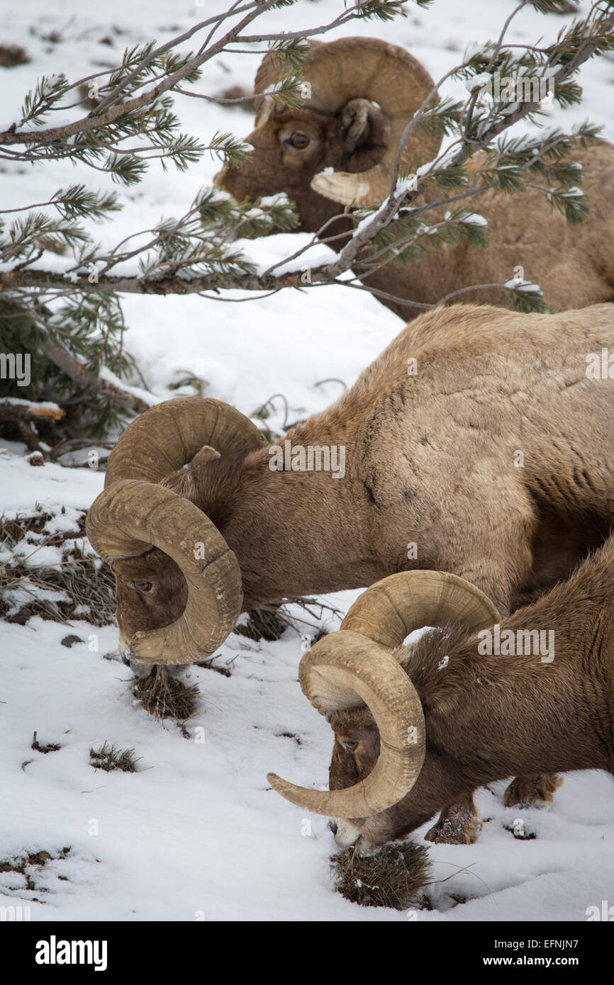 Three bighorn sheep rams feeding in winter in Yellowstone National Park ...