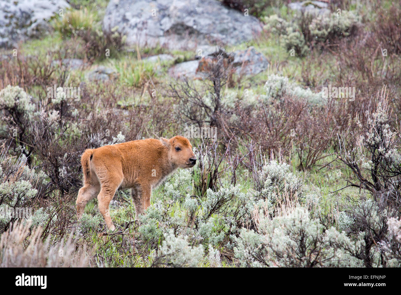 A newly born bison calf in Yellowstone National Park, photographed by ...