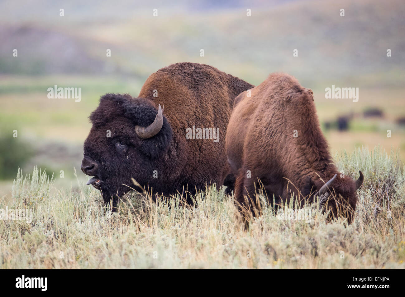 A bison bull in rut with a cow in Yellowstone National Park, Wyoming ...