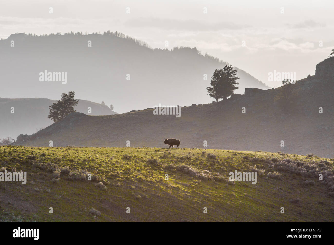 Yellowstone bison on ridge hi-res stock photography and images - Alamy