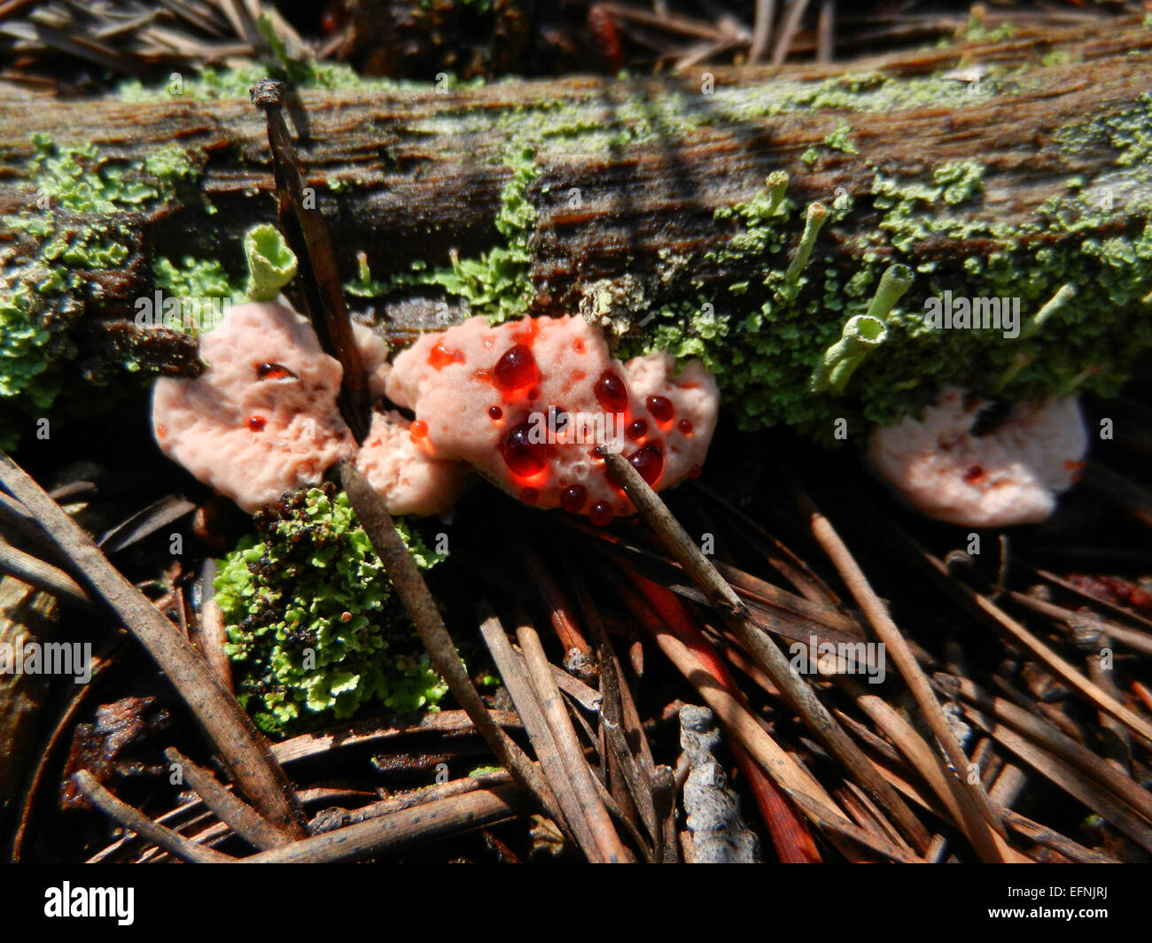Bleeding tooth fungus Bleeding tooth fungus (Hydnellum peckii) in the woods near Norris; Curtis Akin; August 2014; Catalog #1954d; Original #DSCN3112 Stock Photo