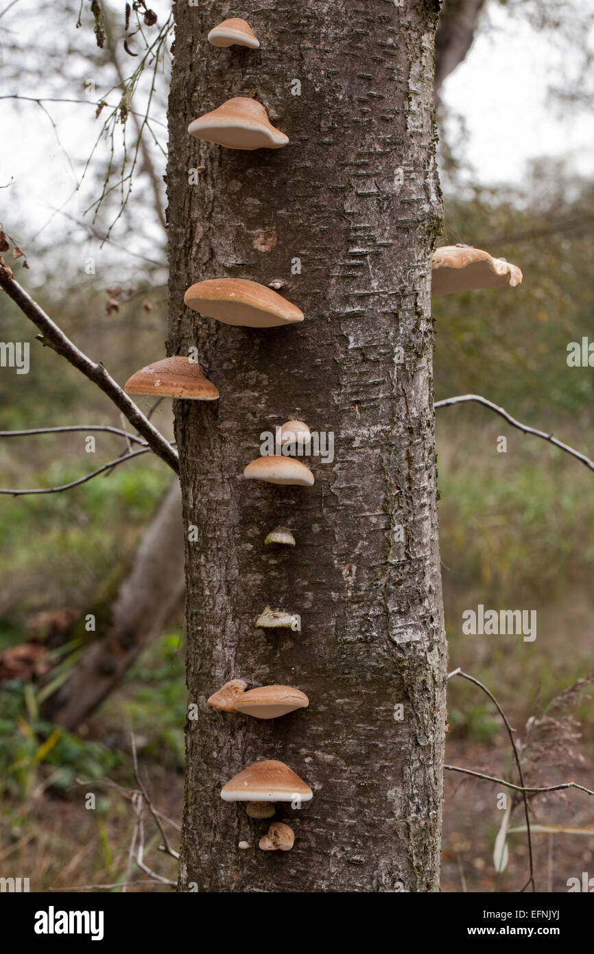 Downy Birch (Betula pubescens). Dying and dead trees with Bracket or