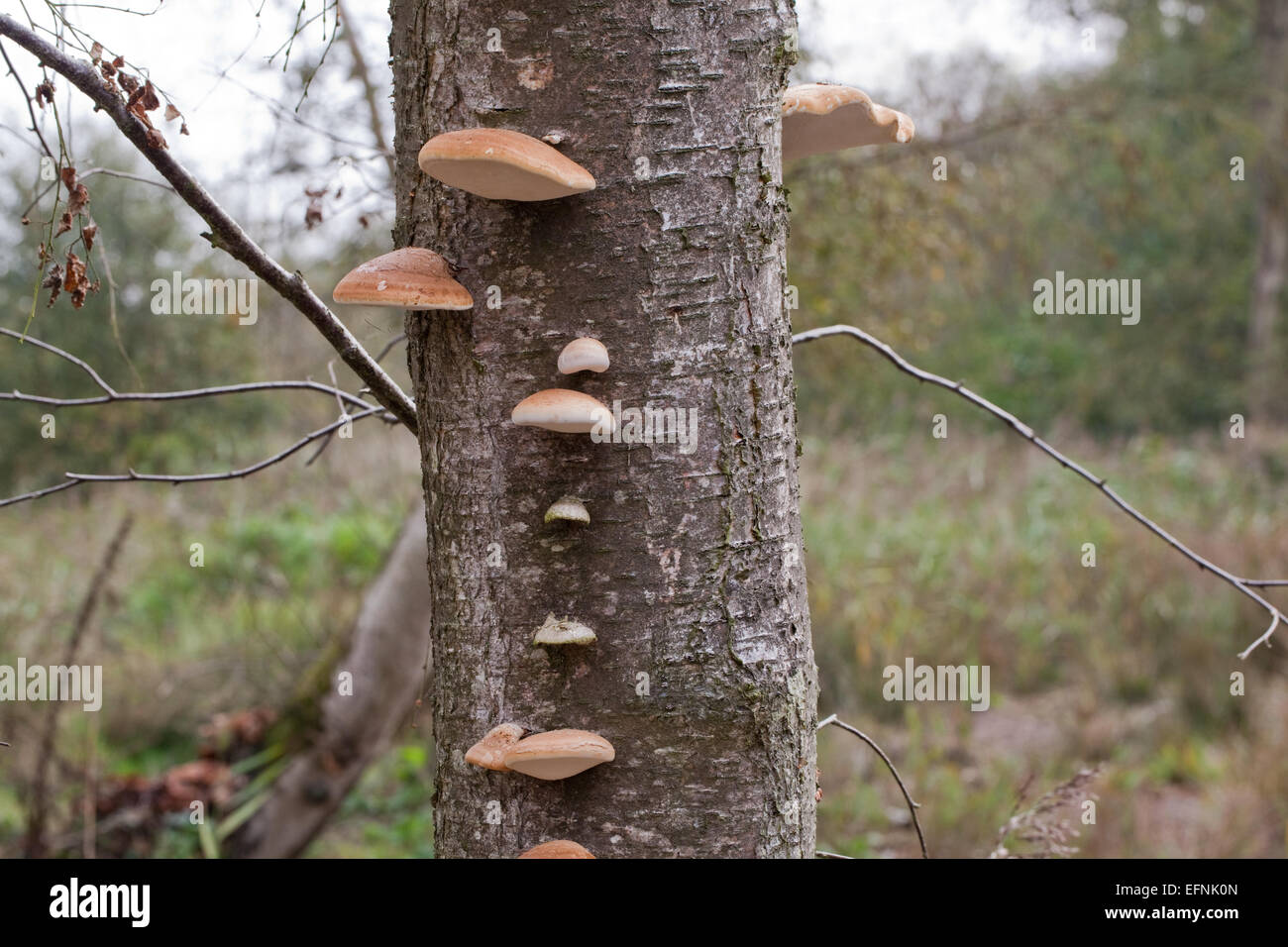 Downy Birch (Betula pubescens). Dying and dead trees with Bracket or