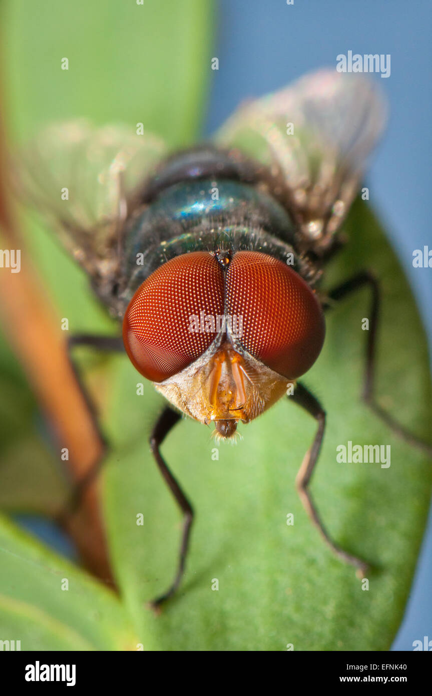 A close-up macro shot of a fly whilst it rests on a leaf. Stock Photo