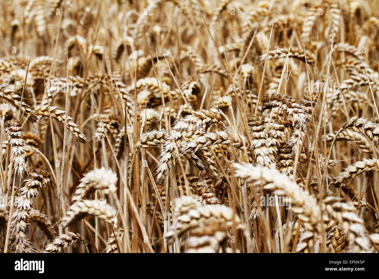 Triticum aestivum common wheat bread wheat third most grown crop in