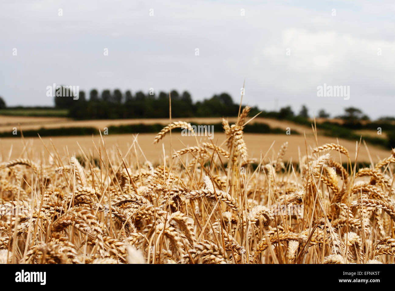 Triticum aestivum common wheat bread wheat third most grown crop in