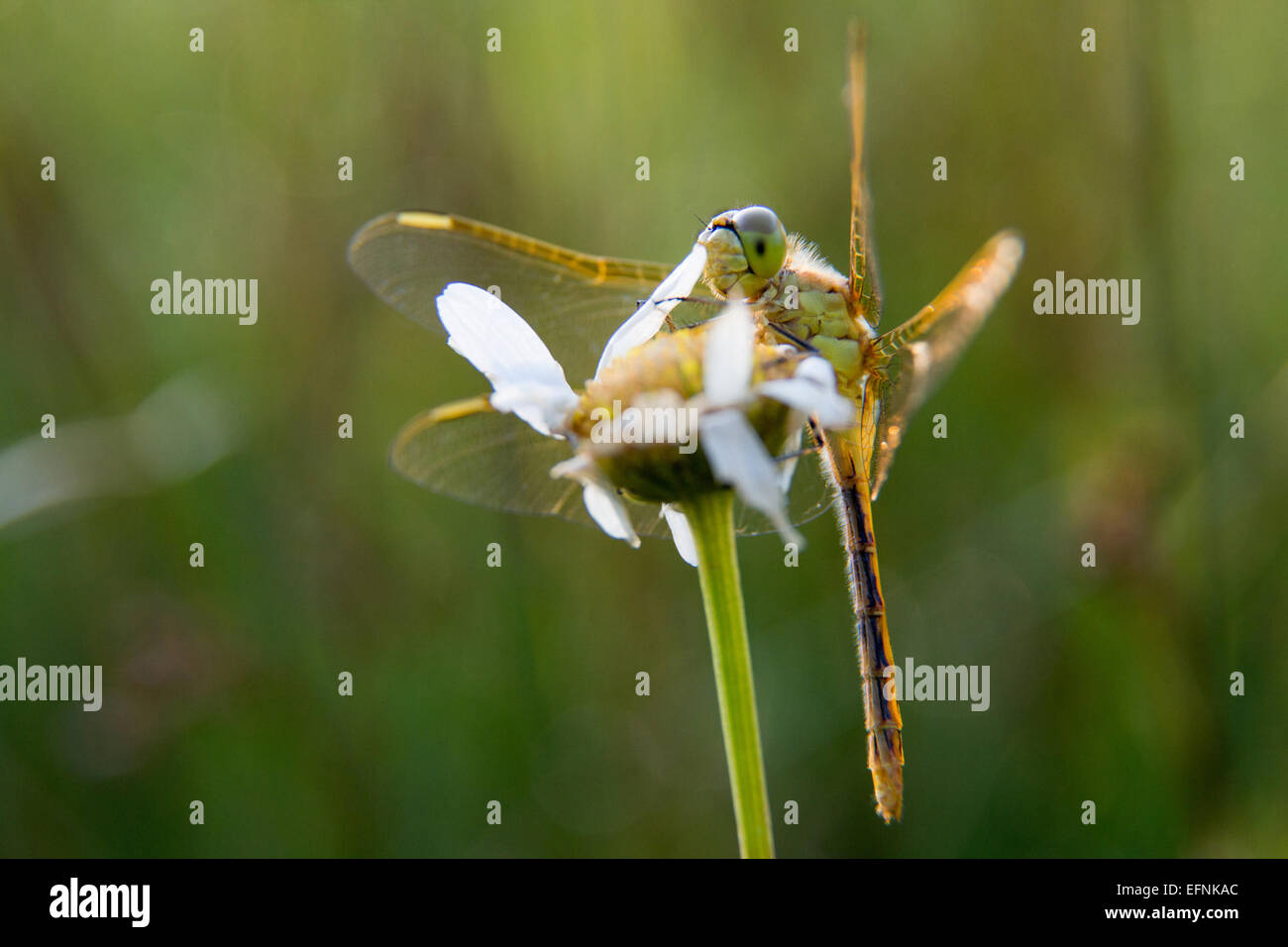 Dragonfly Dragonfly; Neal Herbert; August 2014; Catalog 19688d