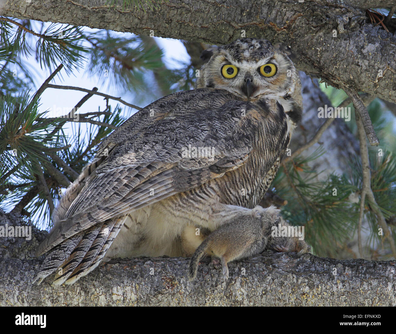 Great horned owl with Uinta ground squirrel at Mammoth Hot Springs