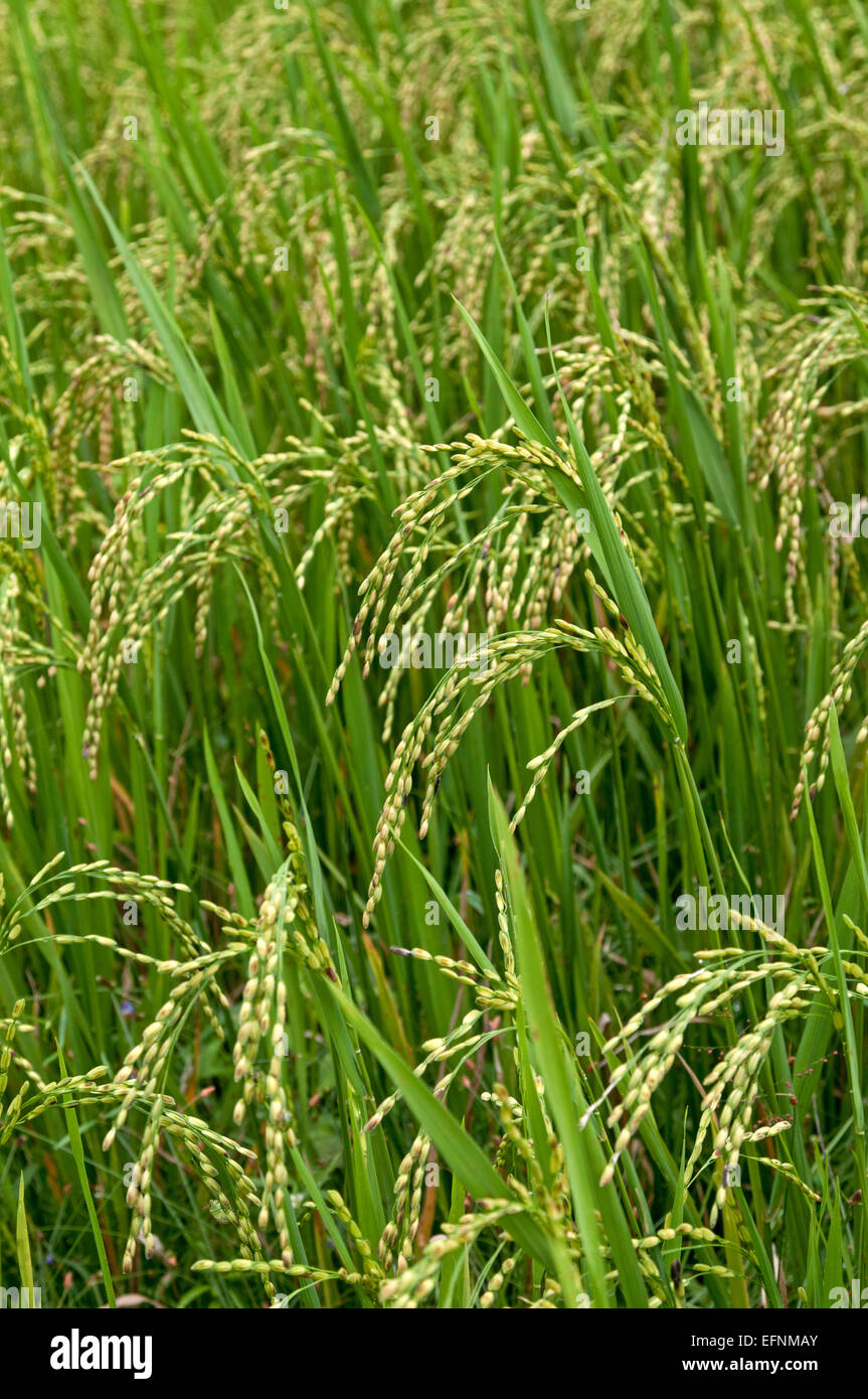 Greend Rice Field This is a green rice field Stock Photo - Alamy