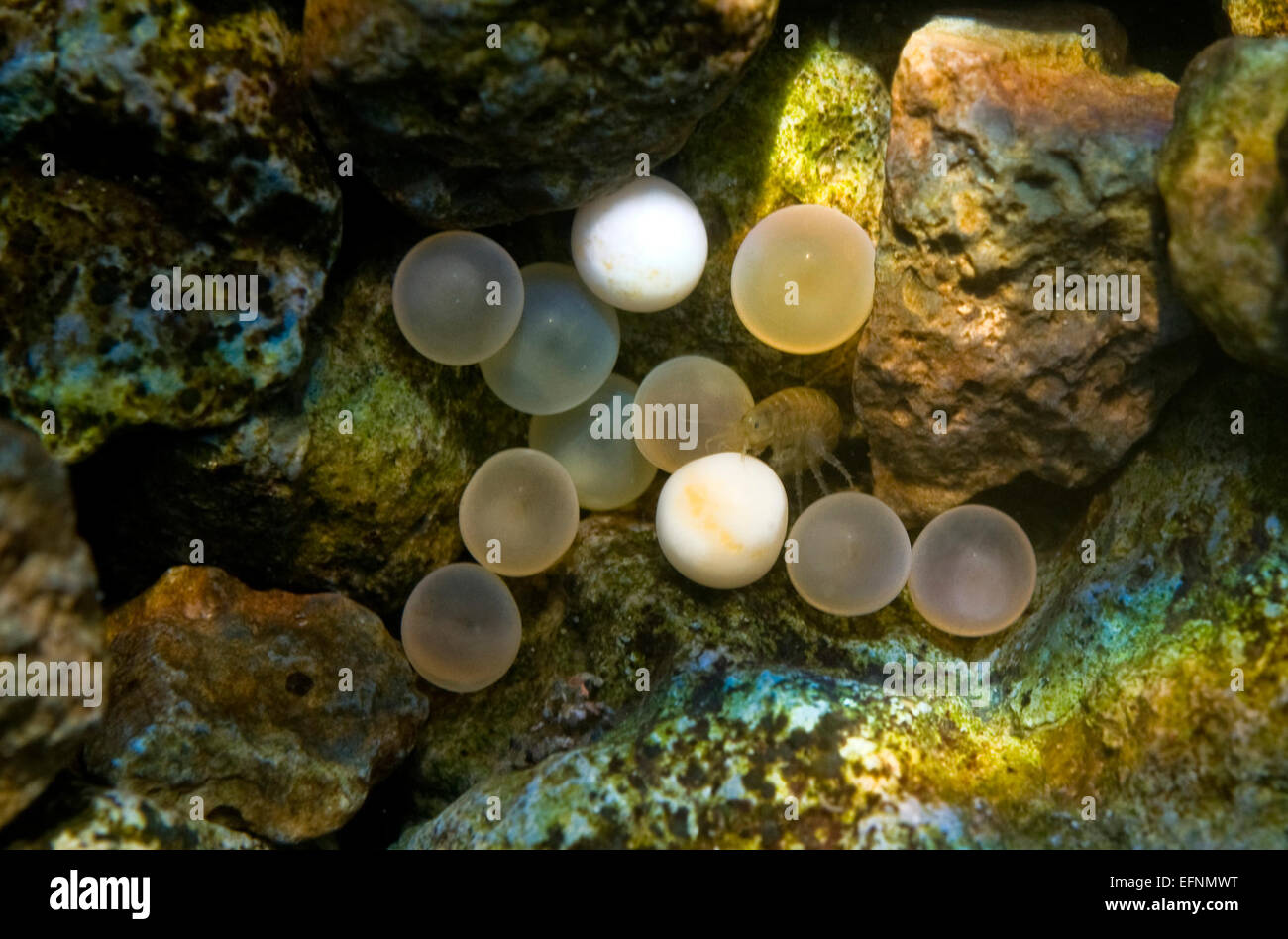 Carrington Island Lake trout eggs Stock Photo Alamy