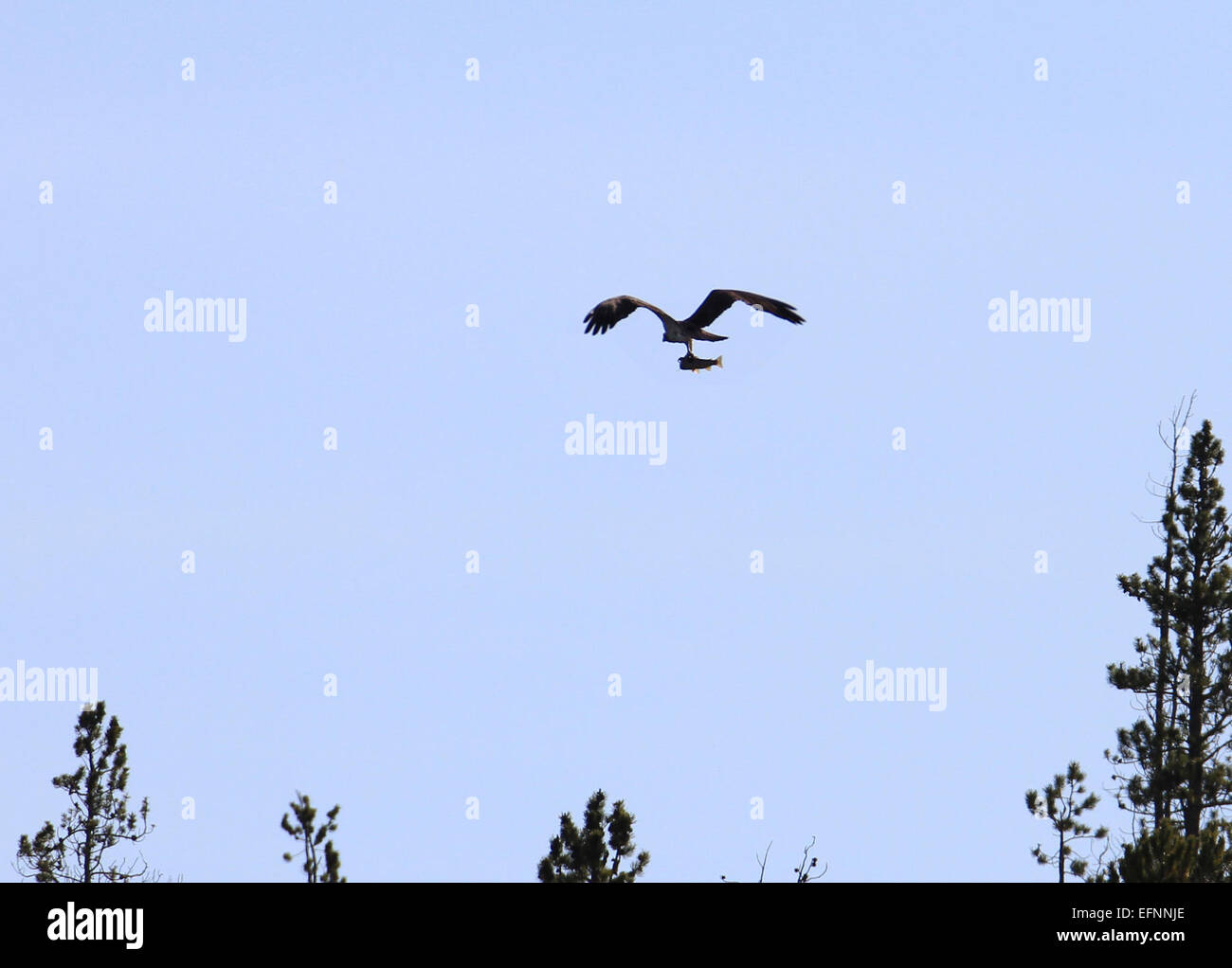 Osprey flying with trout above Firehole River Osprey flying with trout above Firehole River; Jim Peaco; June 2014; Catalog #19355d; Origiinal #IMG 3621 Stock Photo