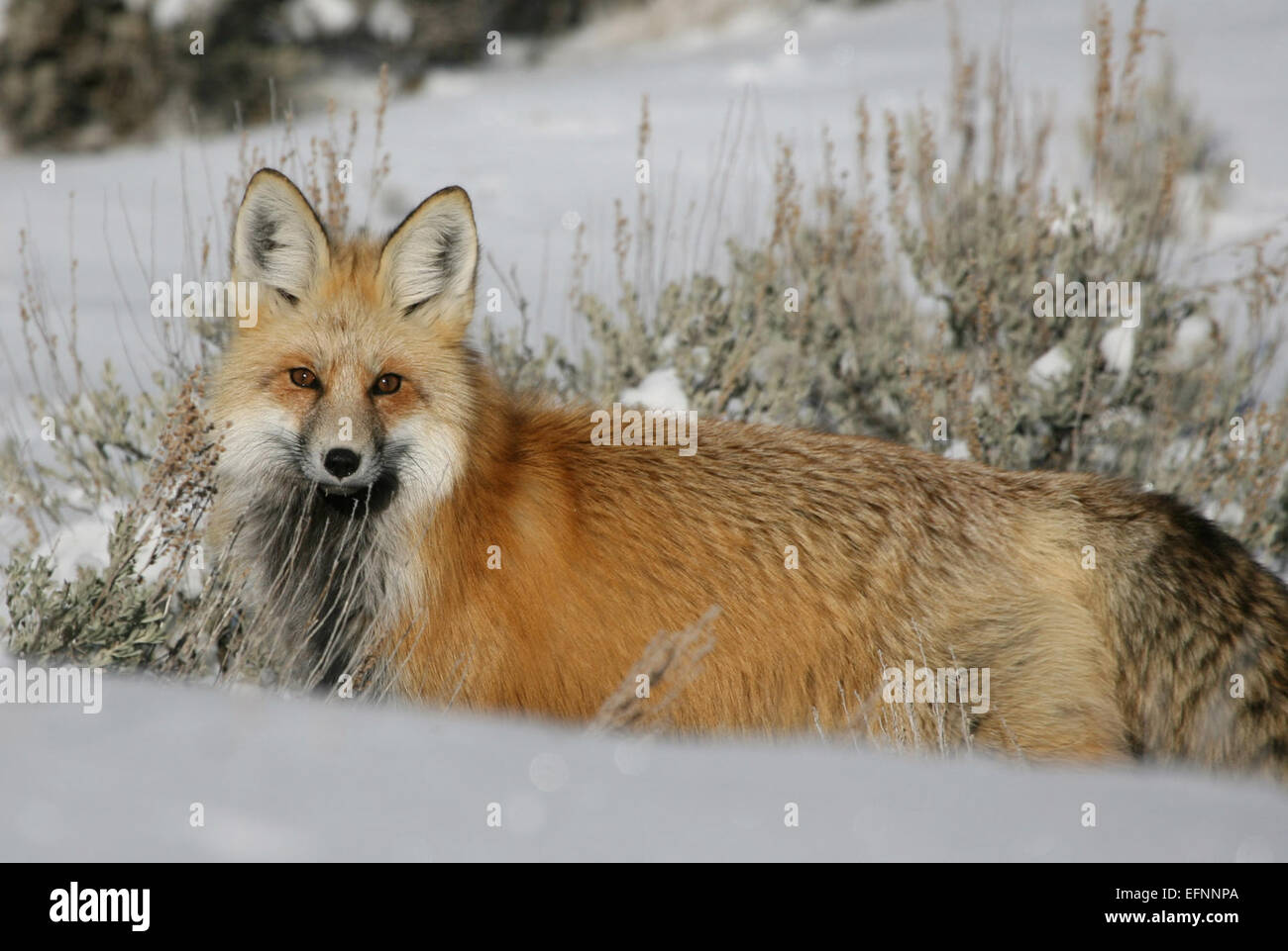 A Red Fox is captured in Lamar Valley in Yellowstone National Park in ...