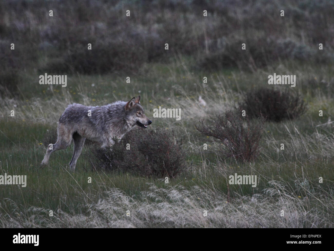 Wolf crossing hi-res stock photography and images - Alamy