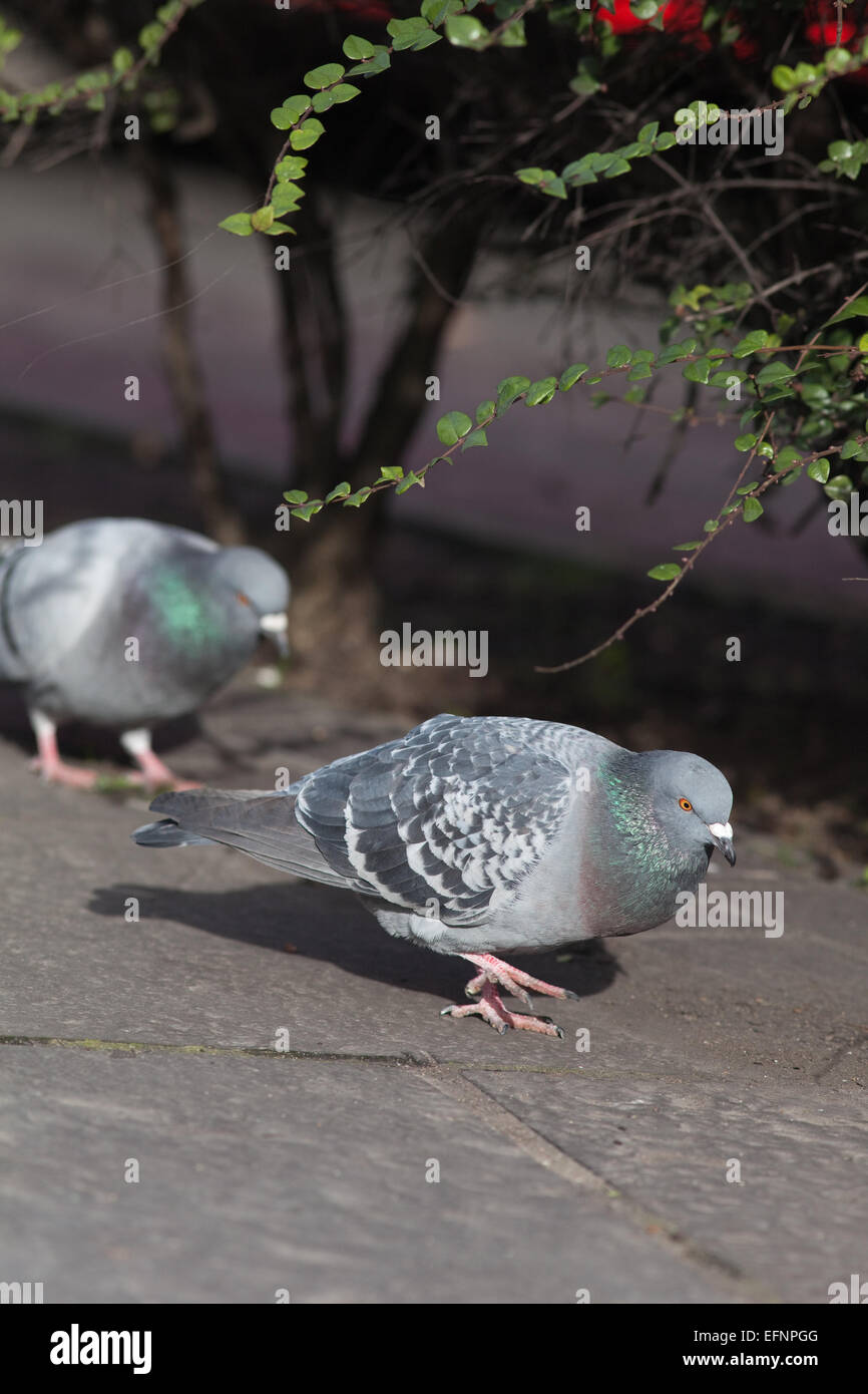Feral Domestic Pigeons (Columba livia). Free living domesticated birds, sometimes escaped racing pigeons. Stock Photo