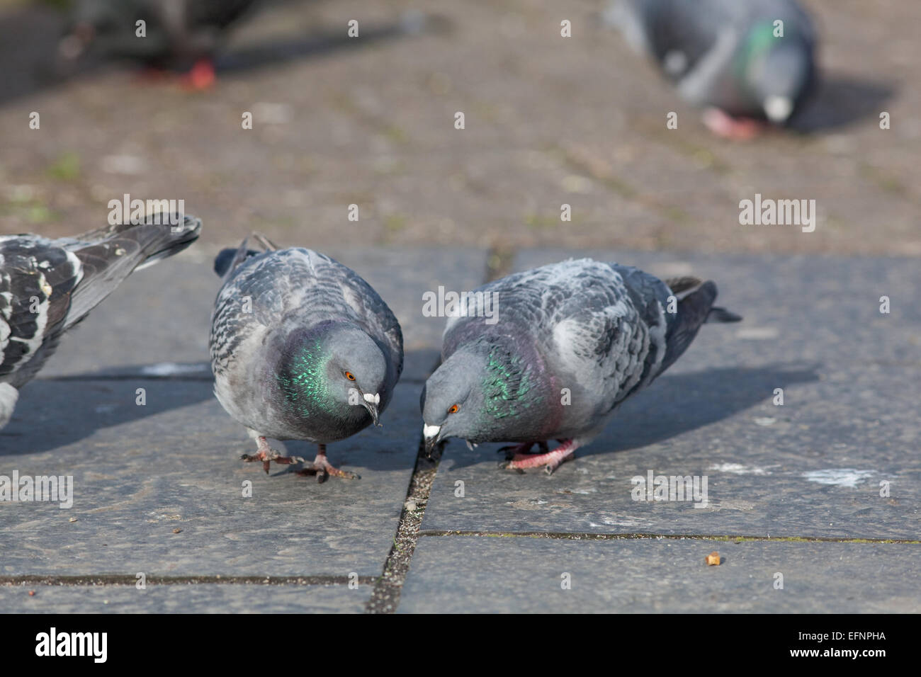 Feral Domestic Pigeons (Columba livia). Free living domesticated birds, sometimes escaped racing pigeons. Stock Photo